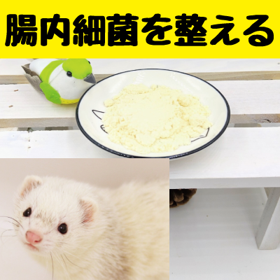 【うんち】フェレットの腸内細菌叢バランスを整える【下痢・便秘】